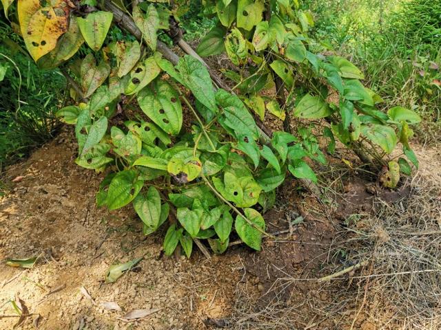 种植的脚板薯要想产量更高品相更好掌握这些种植细节是关键