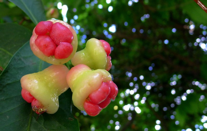 红黑莲雾,这个就和我们常吃的莲雾差不多了,差不多都是这个样子的