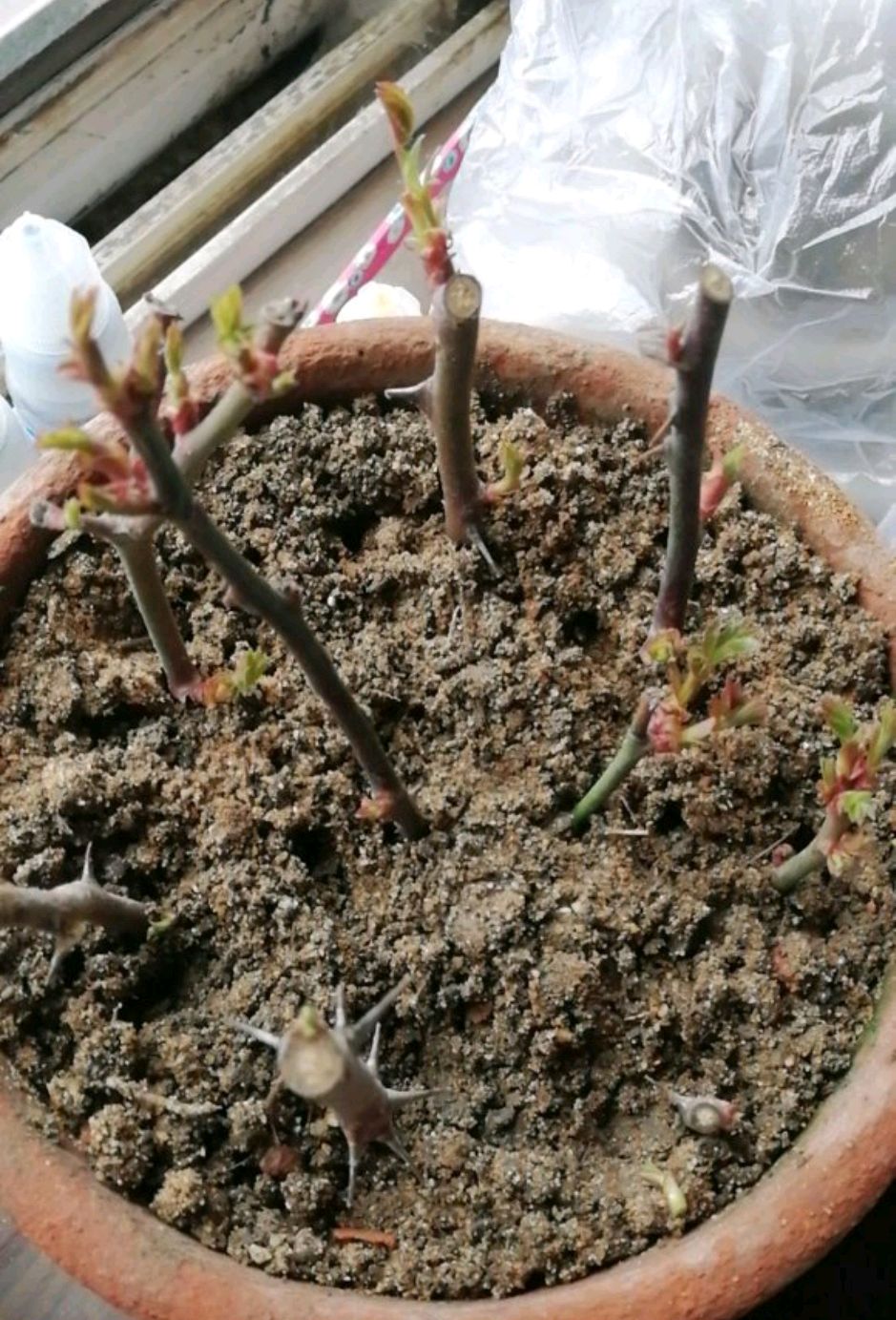 扦插的月季怎么判断生根存活只需一招不要有事没事就拔苗查根