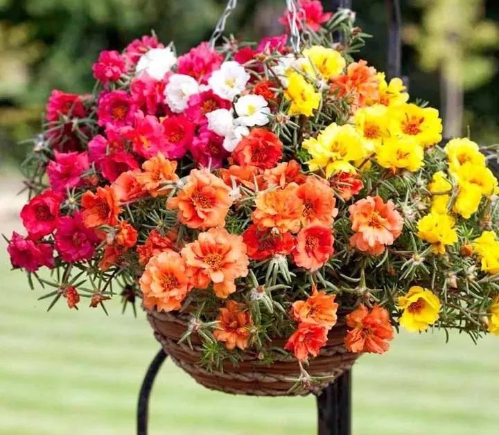 春天种花就选这四种撒把种子就能开爆新手也能轻松养爆盆