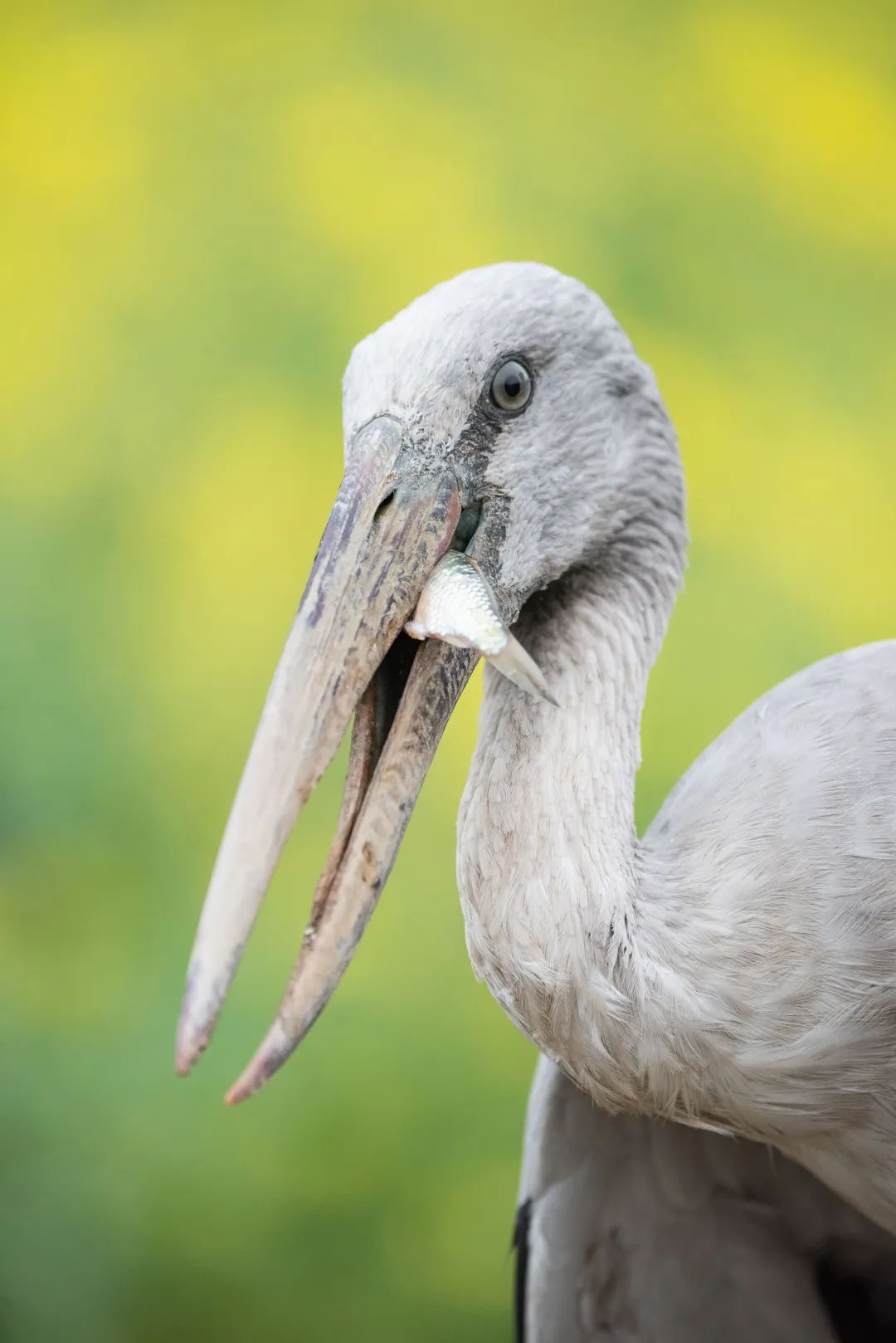 大批世界濒危鸟类钳嘴鹳现身荔波!场面壮观!