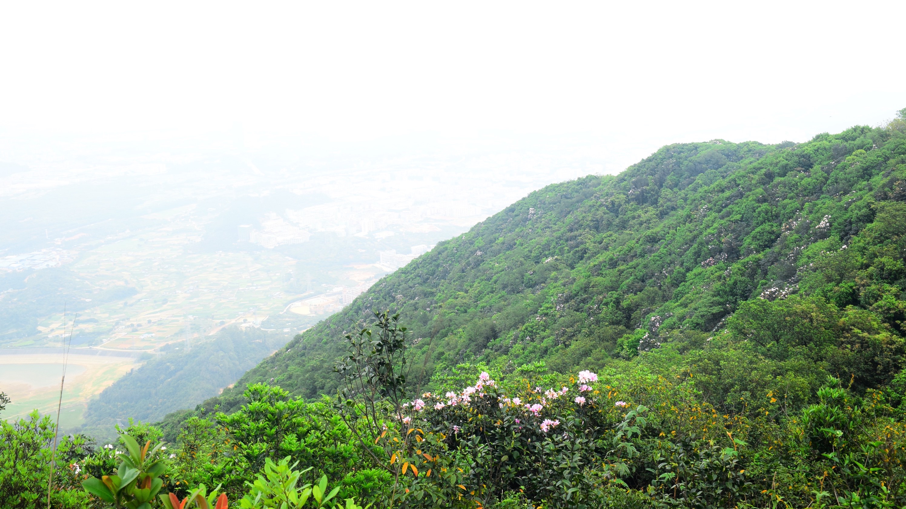 广东东莞长安莲花山西峰北侧,高山杜鹃即将盛开