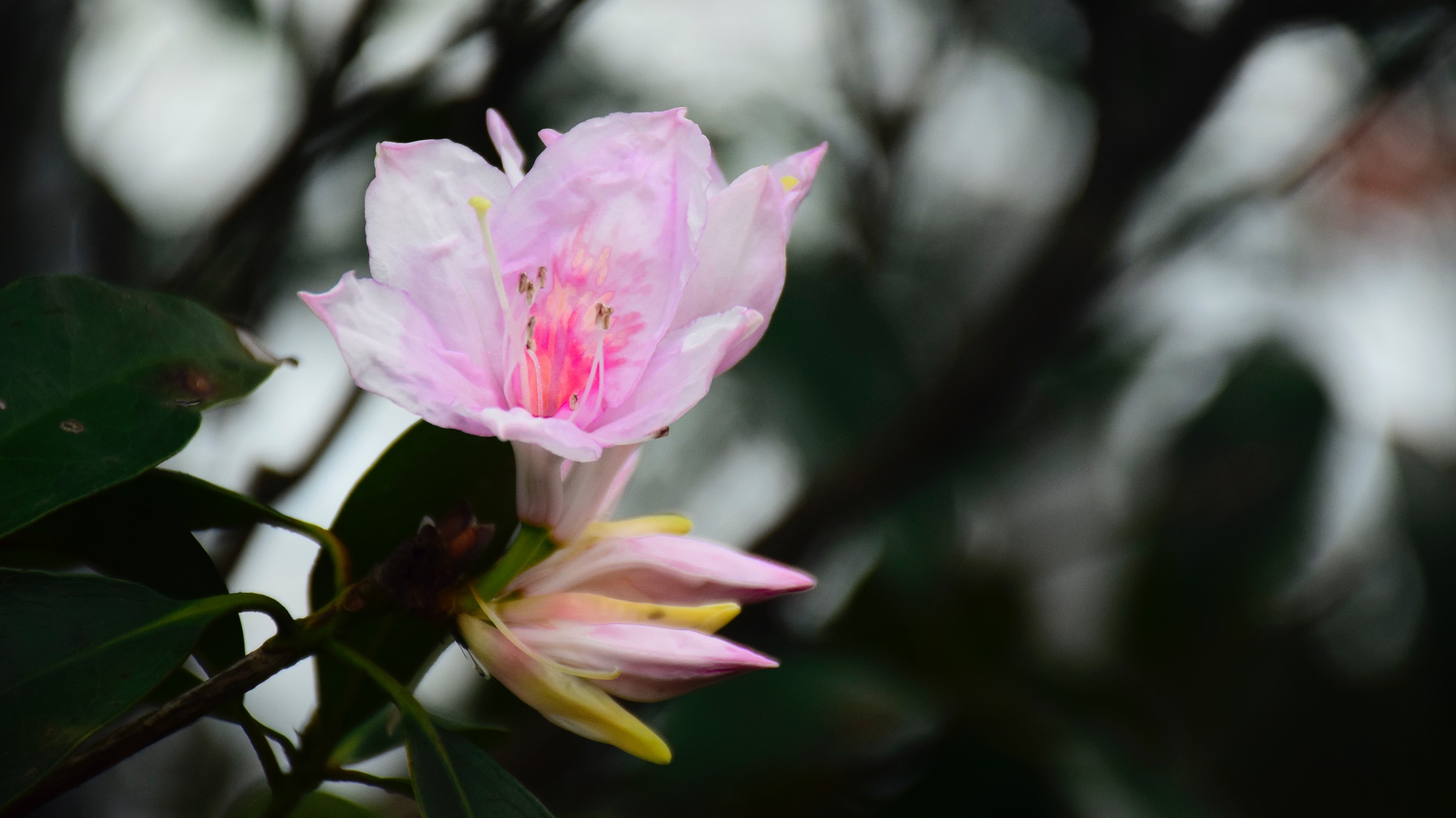广东东莞长安莲花山西峰北侧,高山杜鹃即将盛开