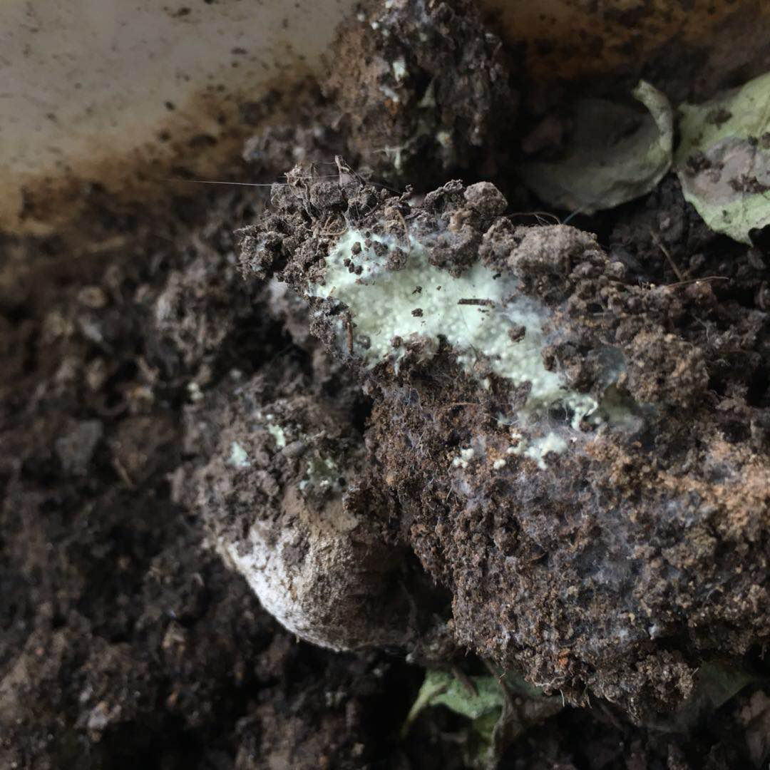 土壤突然长出霉菌,莫慌忙扔掉,掌握这技巧还有的救!