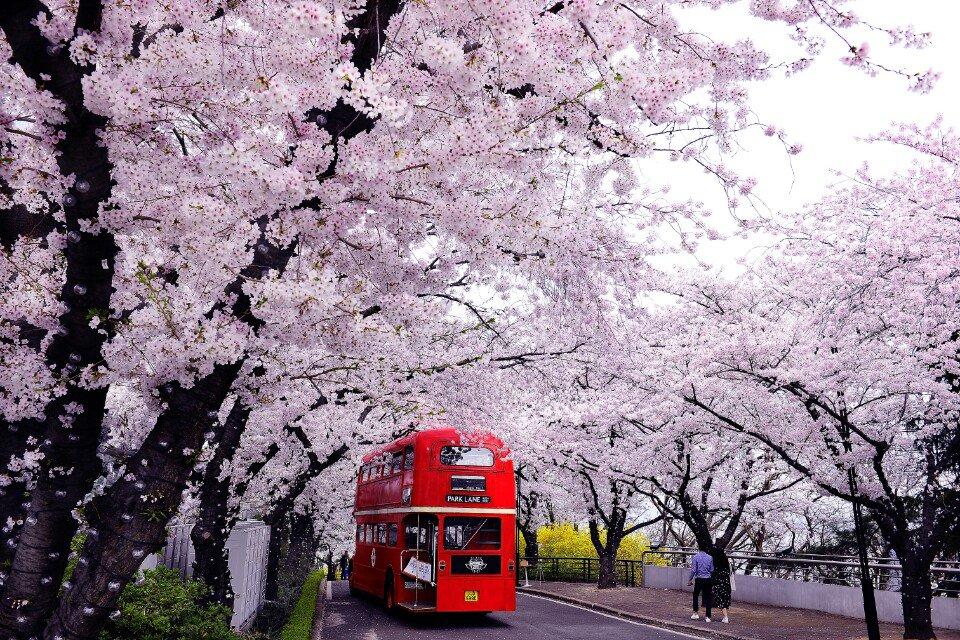 「樱花」大邱观察④：樱花都快开了，仍有高危病患在等床