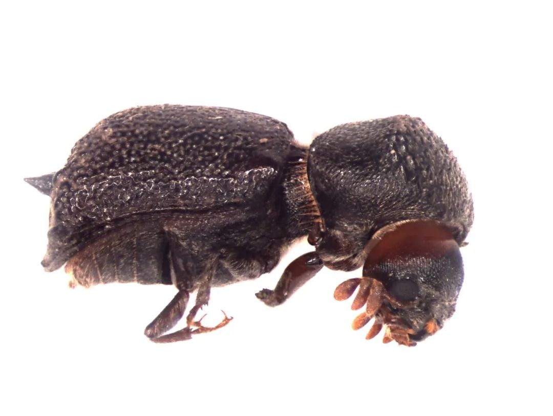 (视频)黄埔海关截获检疫性有害生物小横双棘长蠹 为全国口岸首次