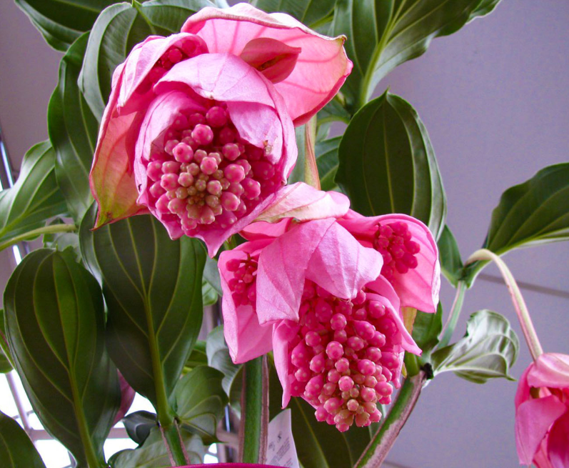 花卉新贵荷兰进口宝莲灯花看花匠解答怎么养好宝莲灯花