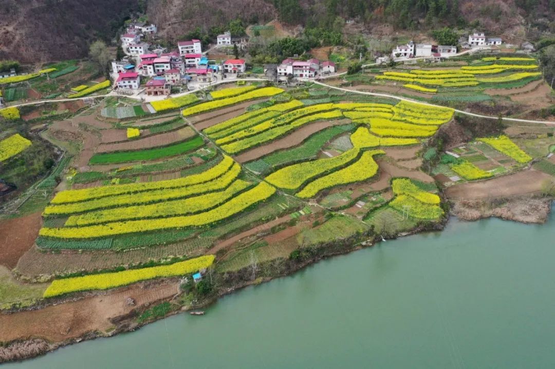 3月10日,在寺坪镇瓦房滩村航拍的油菜花田.