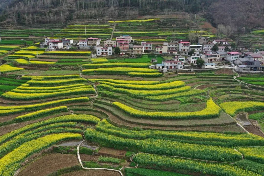 3月10日,在寺坪镇台子包村航拍的油菜花田.