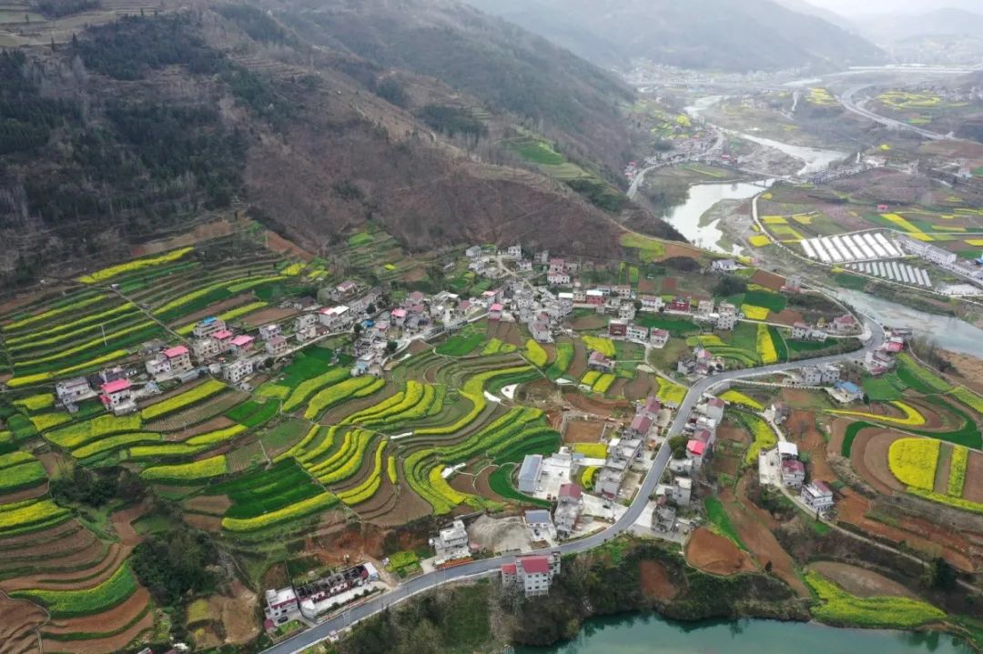 3月10日,在寺坪镇台子包村航拍的油菜花田.