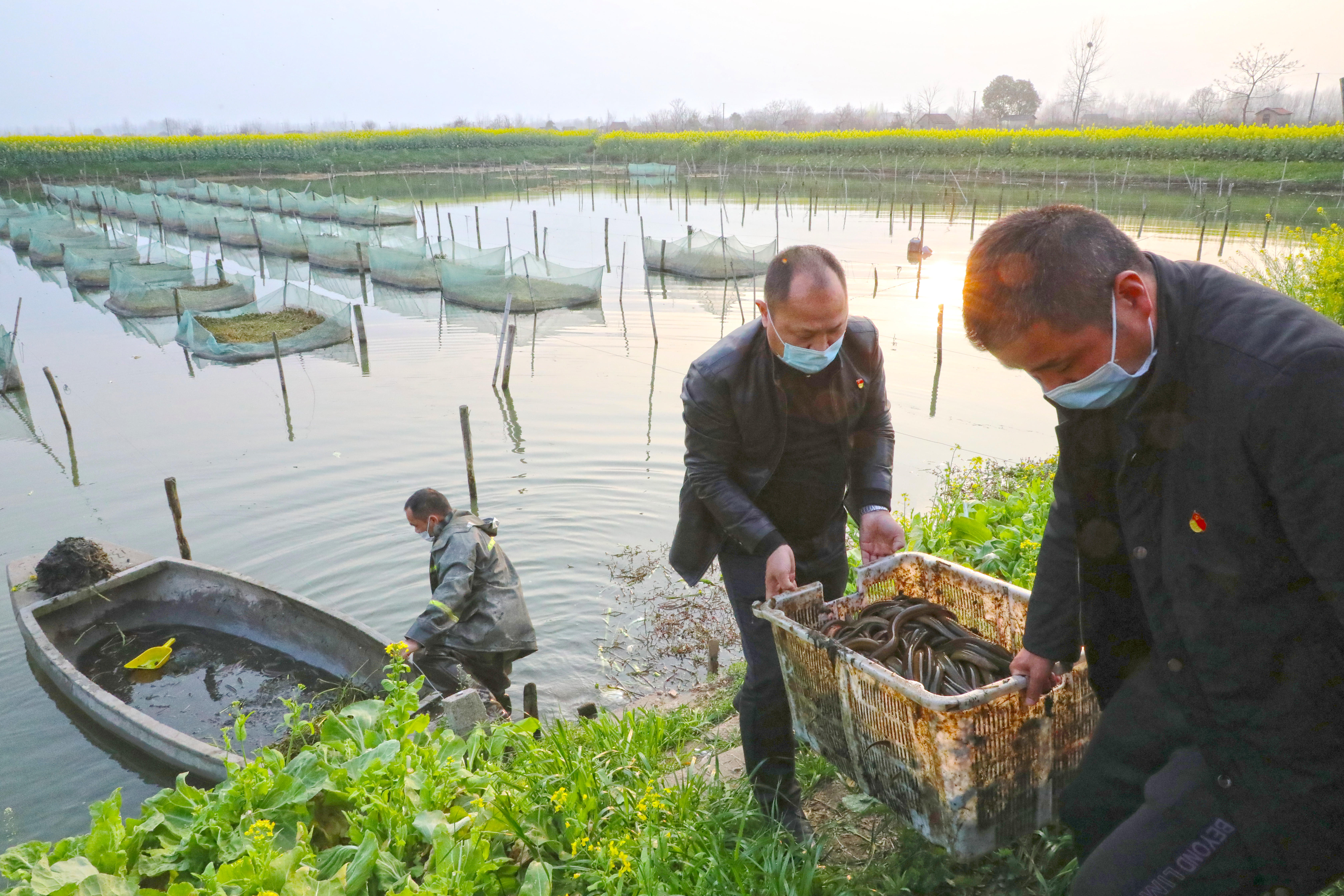 已交易黄鳝40多万斤,仙桃养鳝第一村有序开市