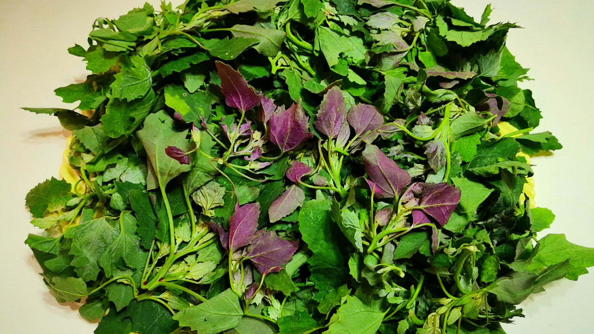 野菜的种类繁多,大部分人都只认识像荠菜,苦菜这种比较热门的几种.