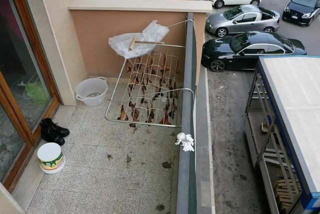 『蝙蝠』有人在阳台晒“蝙蝠干”还在滴血？市长带队封锁整条街