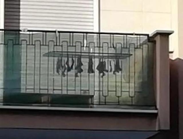 『蝙蝠』有人在阳台晒“蝙蝠干”还在滴血？市长带队封锁整条街