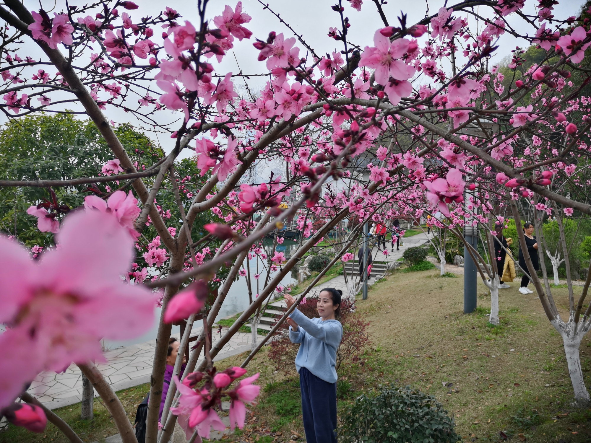 好靓女公园桃花图片