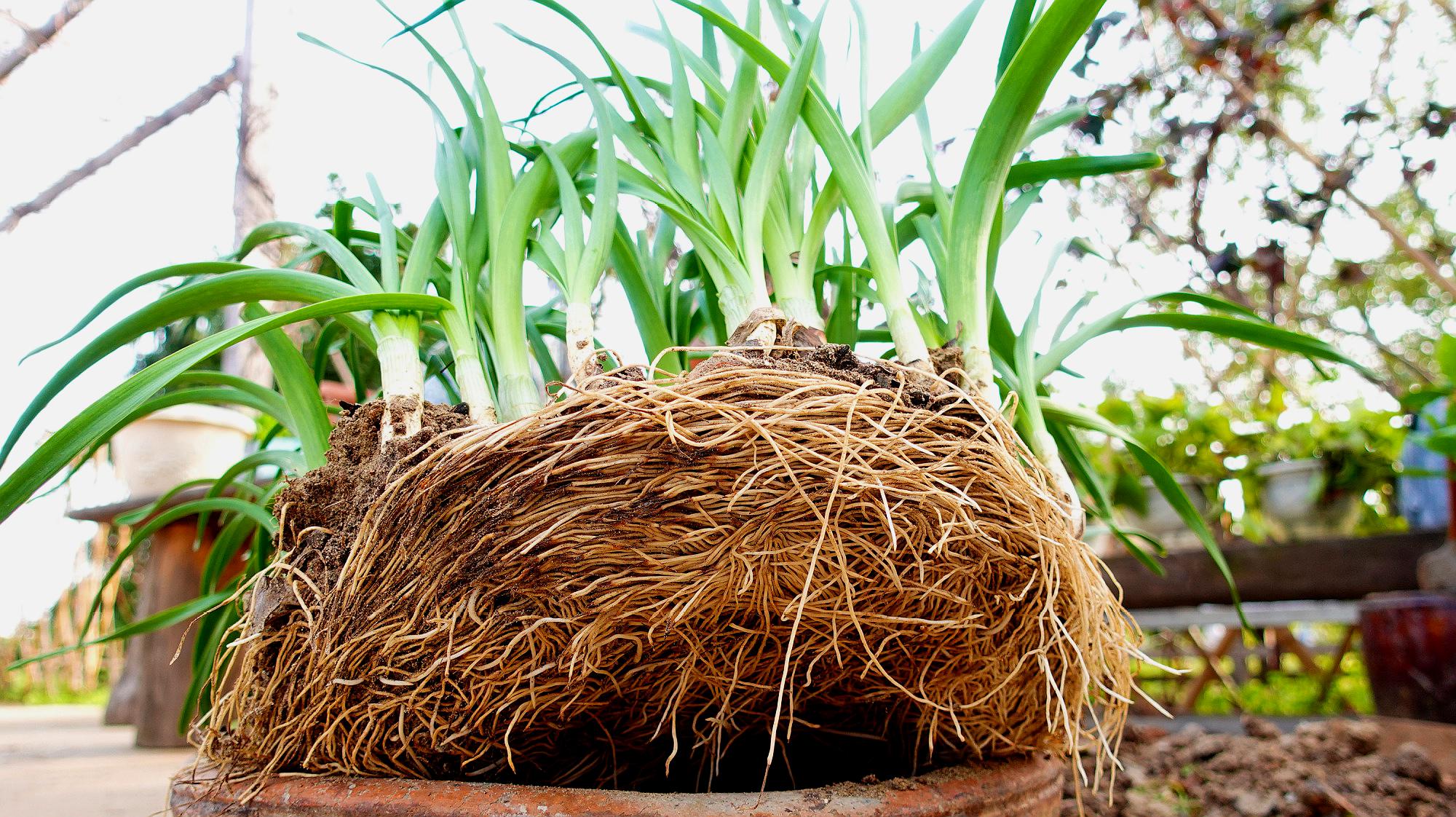 凋谢的水仙花根系这么强壮不要扔了沙土掩埋三年后能再开花
