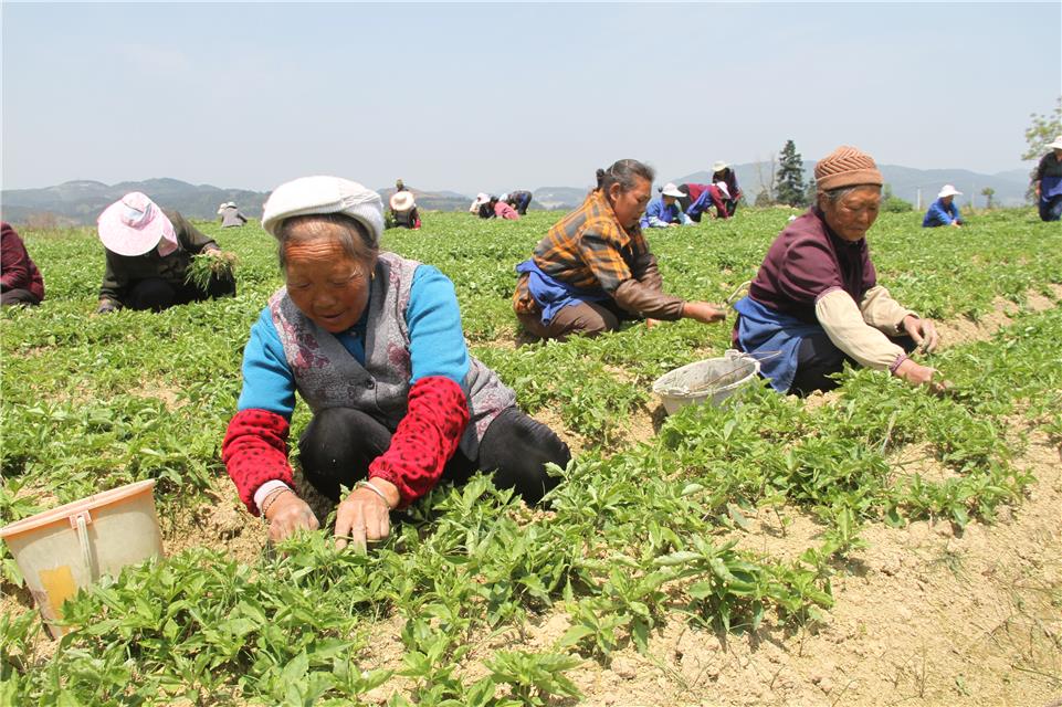 思南群众在种植中药材.梁祖江 摄