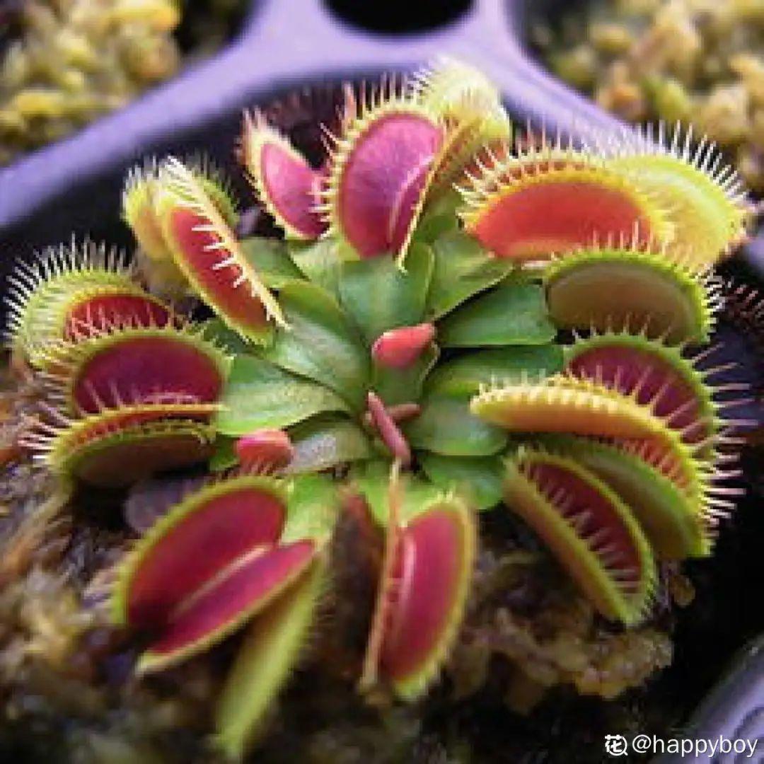6种吃虫子的花家里养1盆虫子都被吓跑了