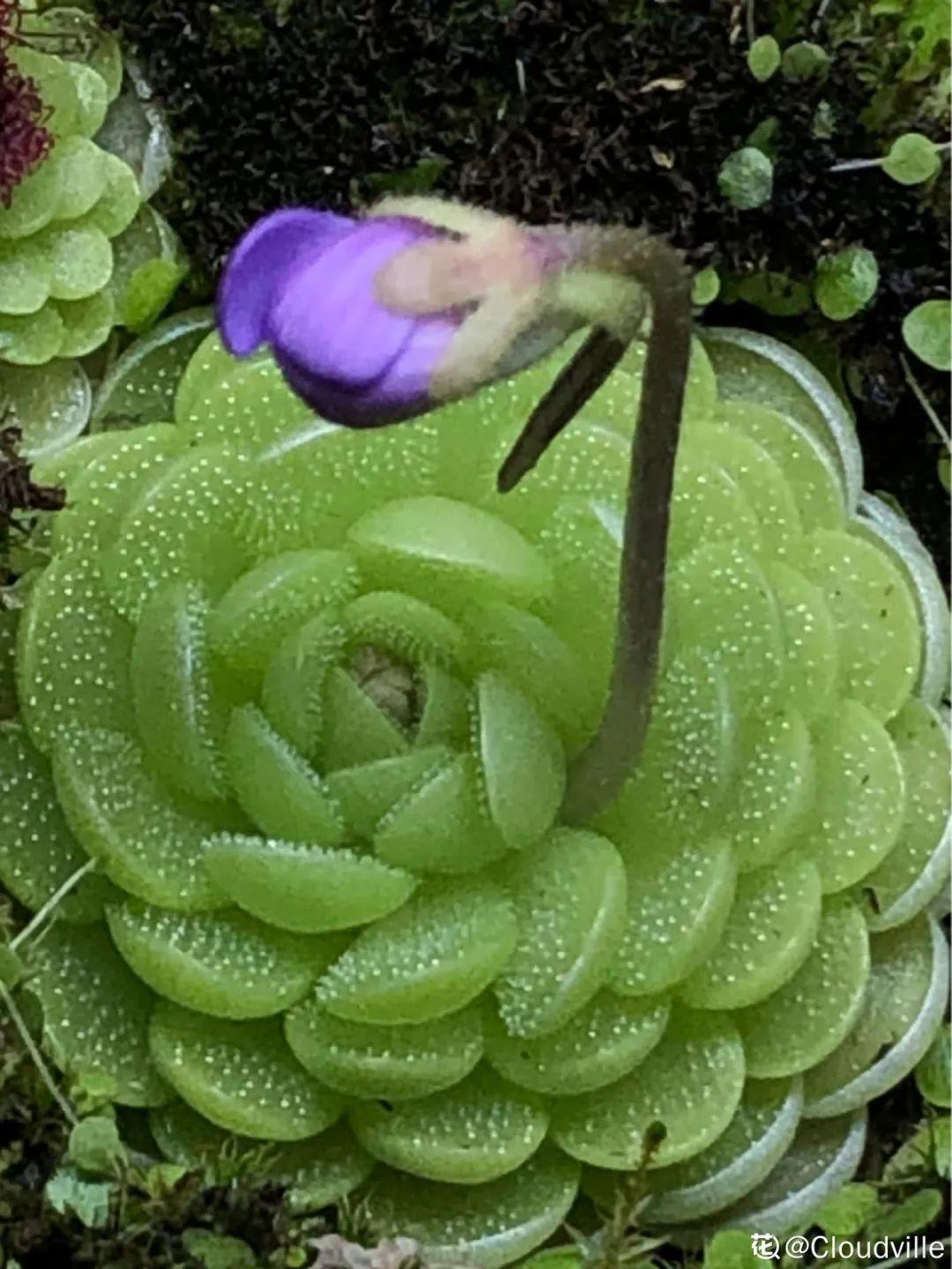 6种吃虫子的花家里养1盆虫子都被吓跑了