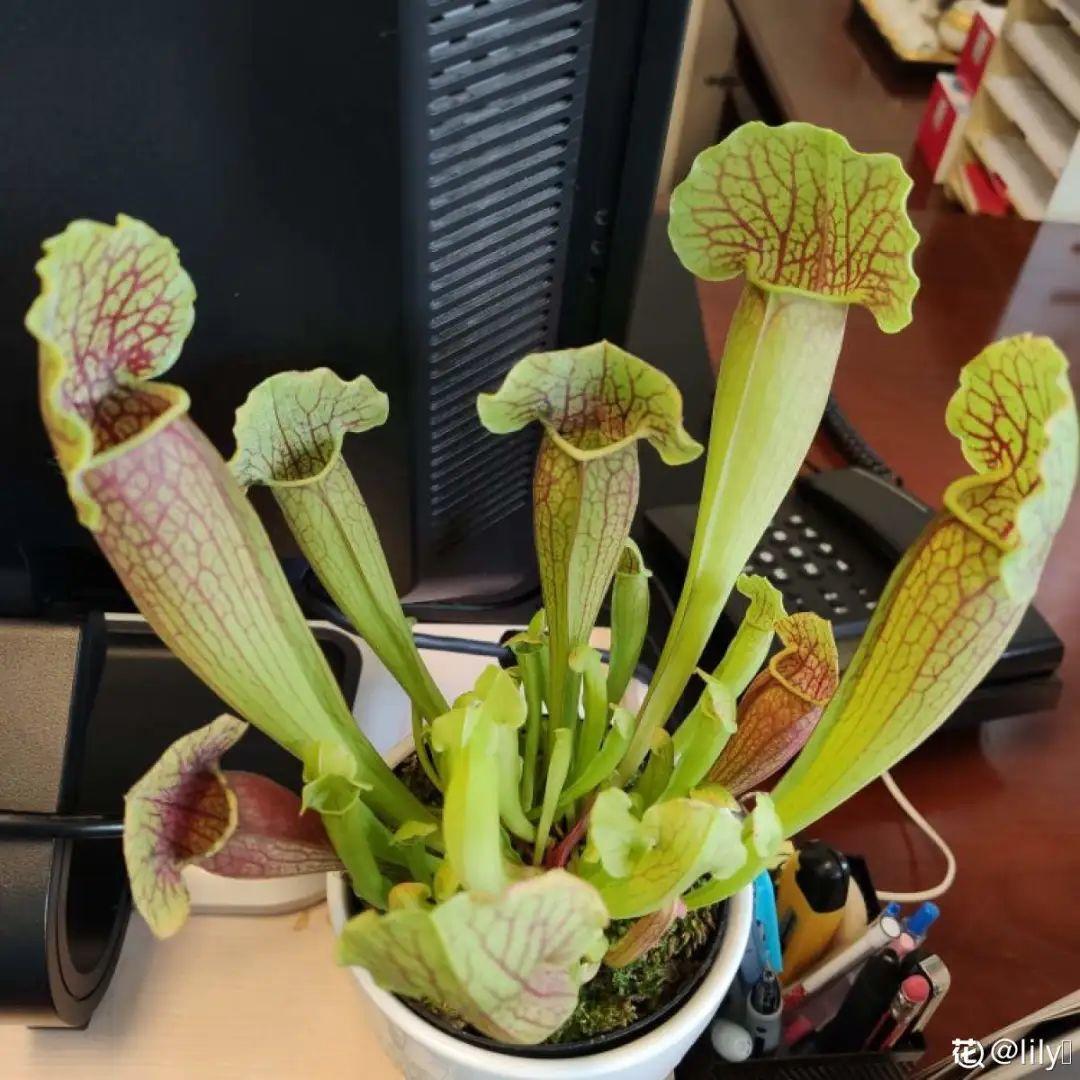 6种吃虫子的花家里养1盆虫子都被吓跑了