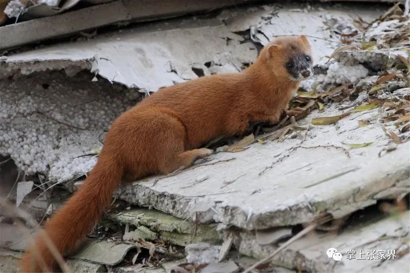 「禁食野生动物常识问答之三」非法贩卖,饲养,运输,食用,将受到这些