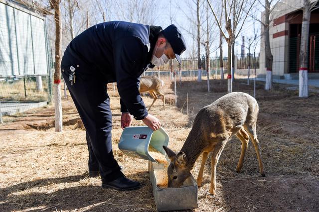 「野生动物」救助野生动物,保护草原生态