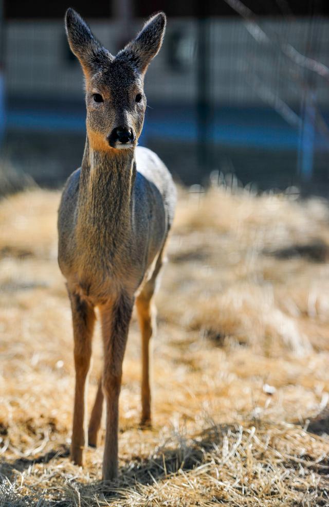 「野生动物」救助野生动物,保护草原生态