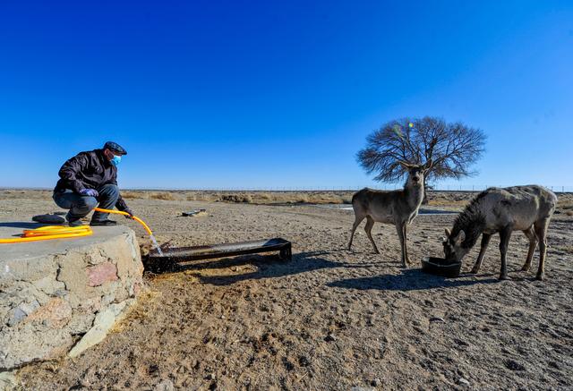 「野生动物」救助野生动物,保护草原生态