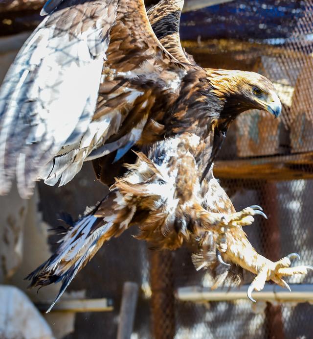 「野生动物」救助野生动物,保护草原生态