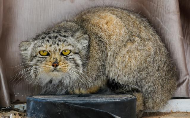 「野生动物」救助野生动物,保护草原生态
