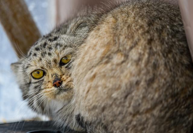 「野生动物」救助野生动物,保护草原生态