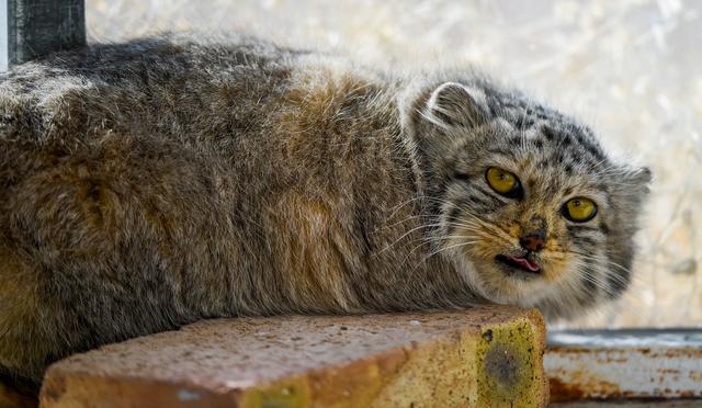 「野生动物」救助野生动物,保护草原生态
