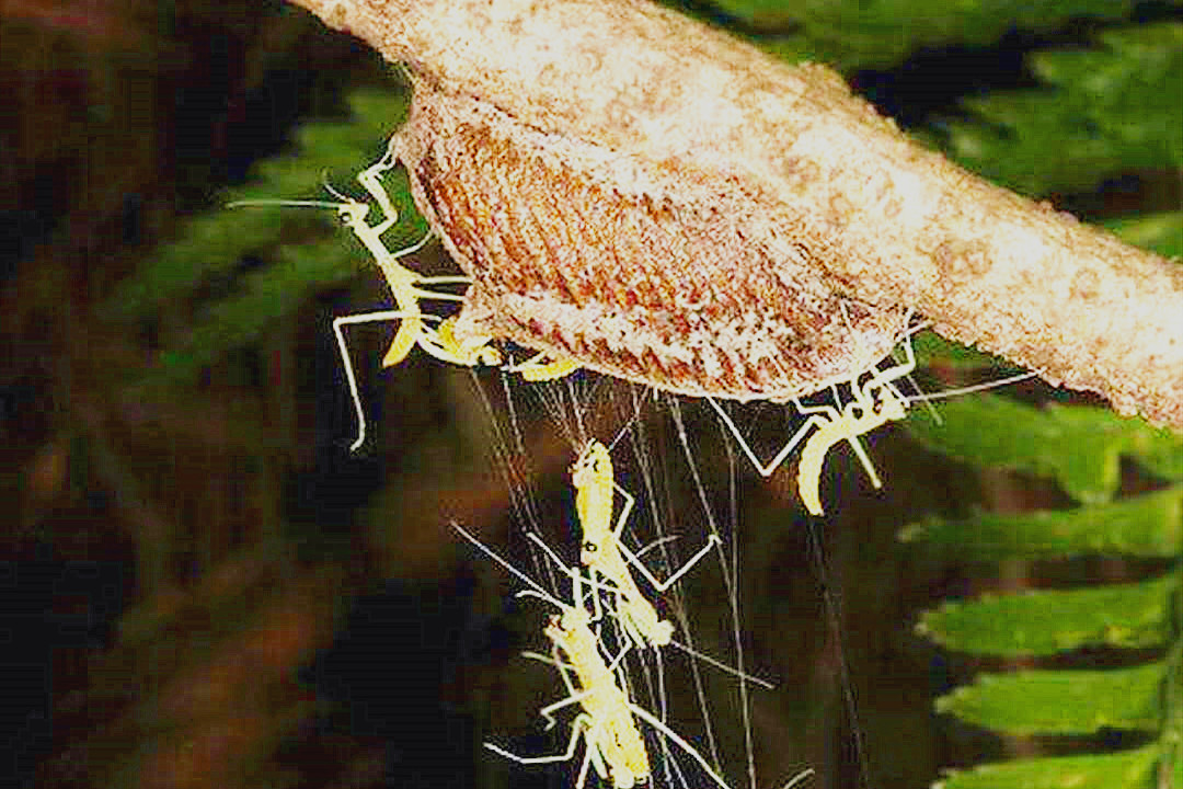 树枝上有种疙瘩见到要收集这是贵重的桑螵蛸价格又涨了