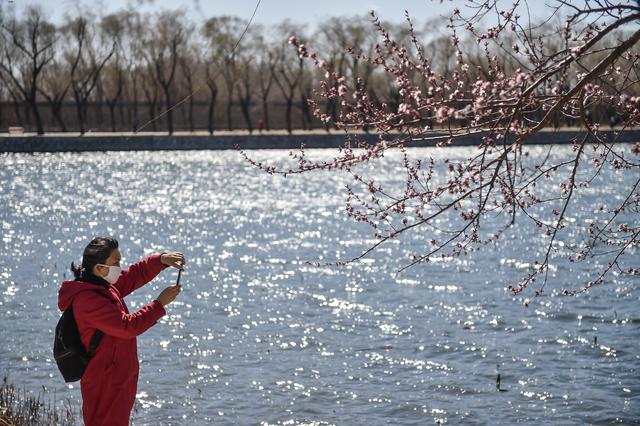 颐和园■颐和园西堤渐入花期，部分游览线路限流管控
