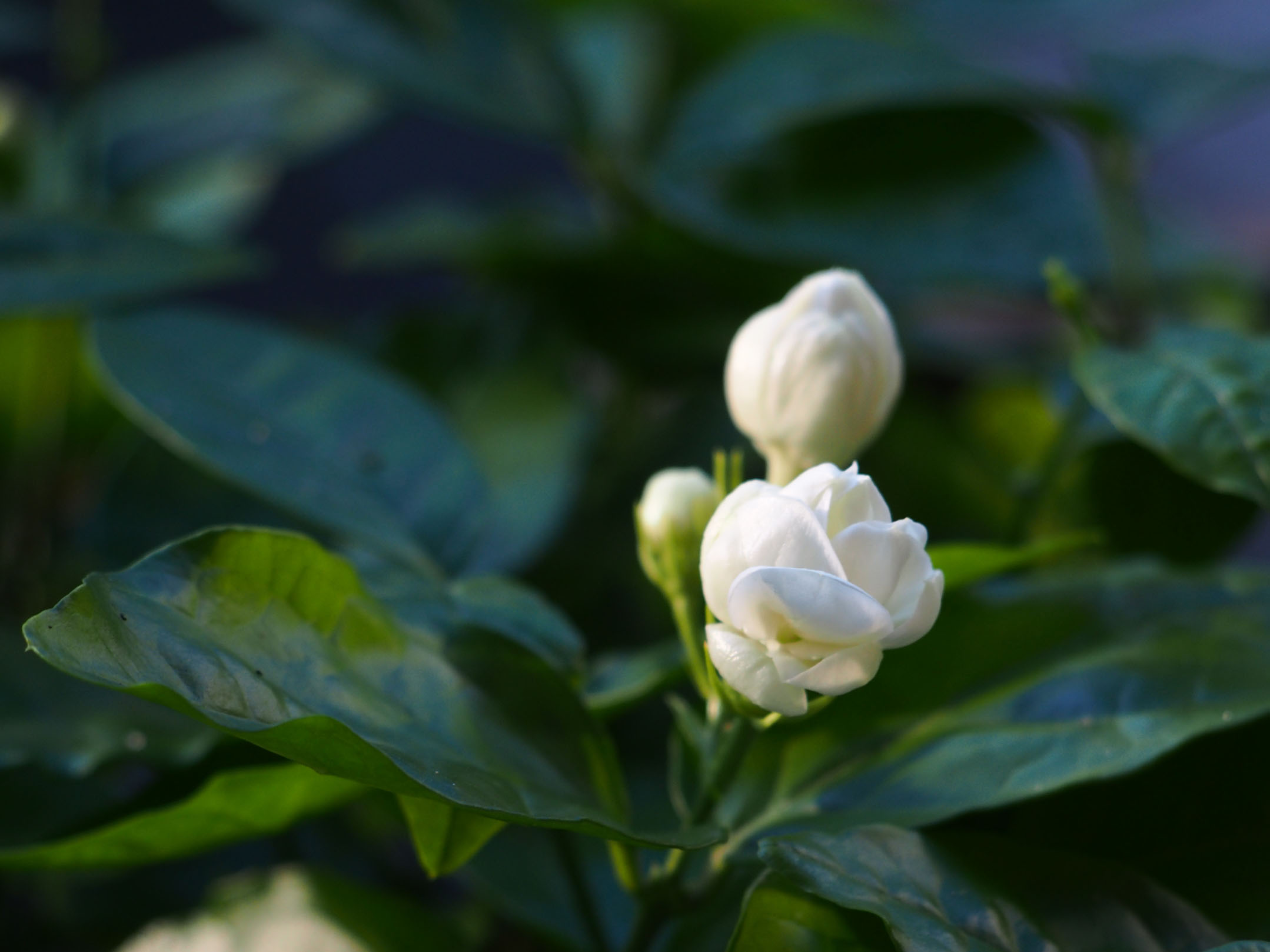 怎么养好茉莉花花开满园香也香不过它它就是茉莉花