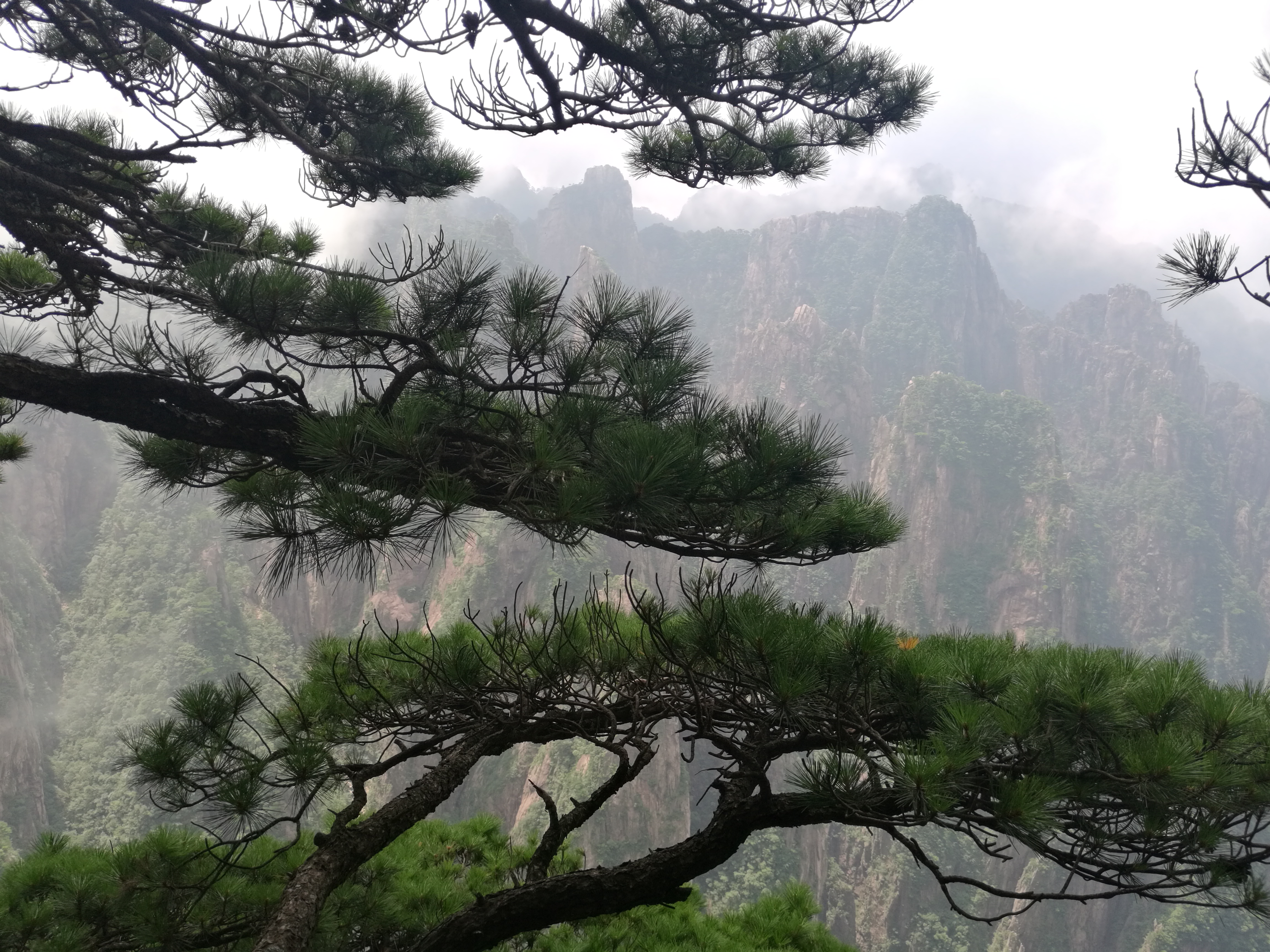 黄山云海,奇松壮丽美景