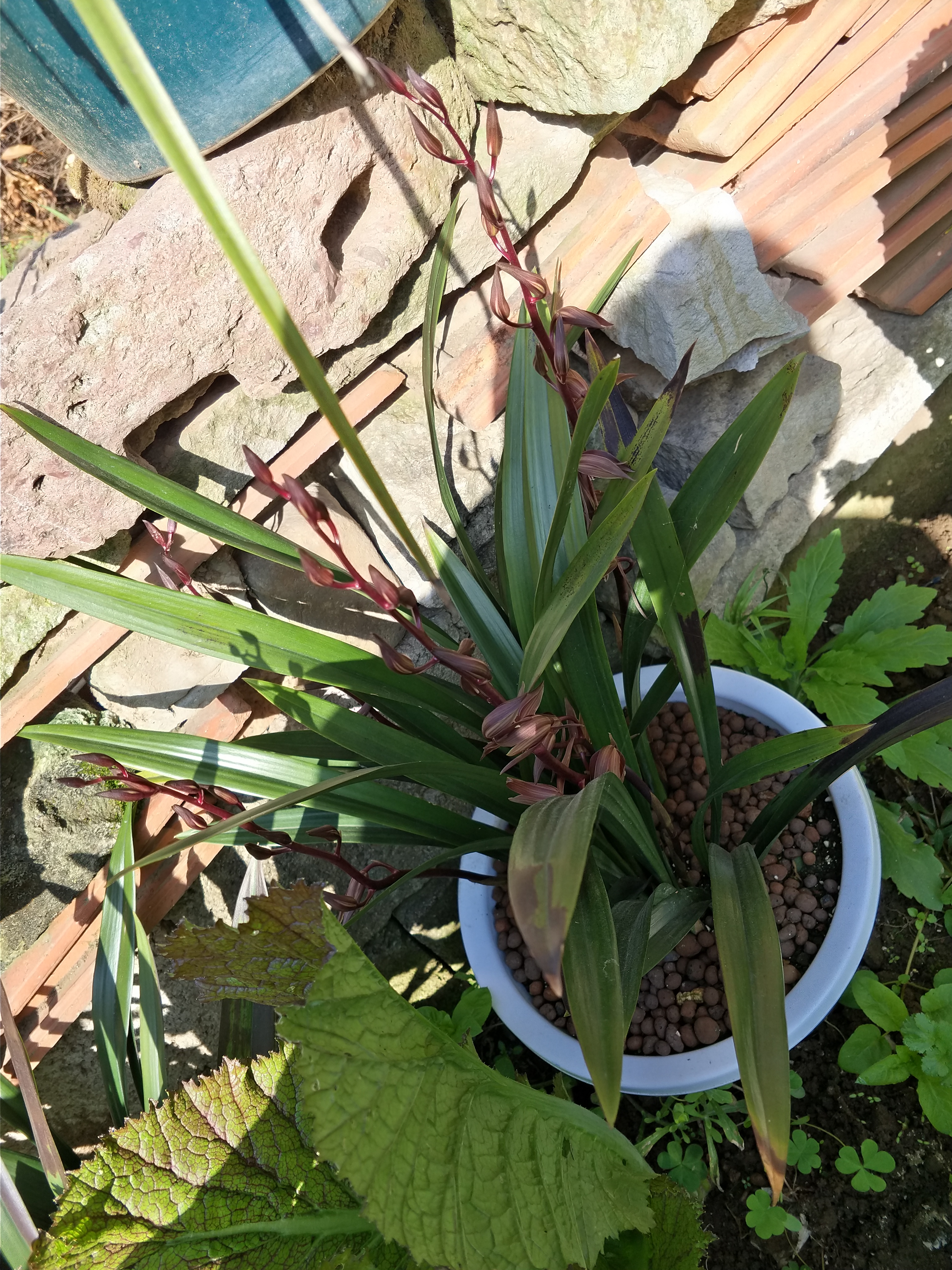 我的九头兰总算开花了