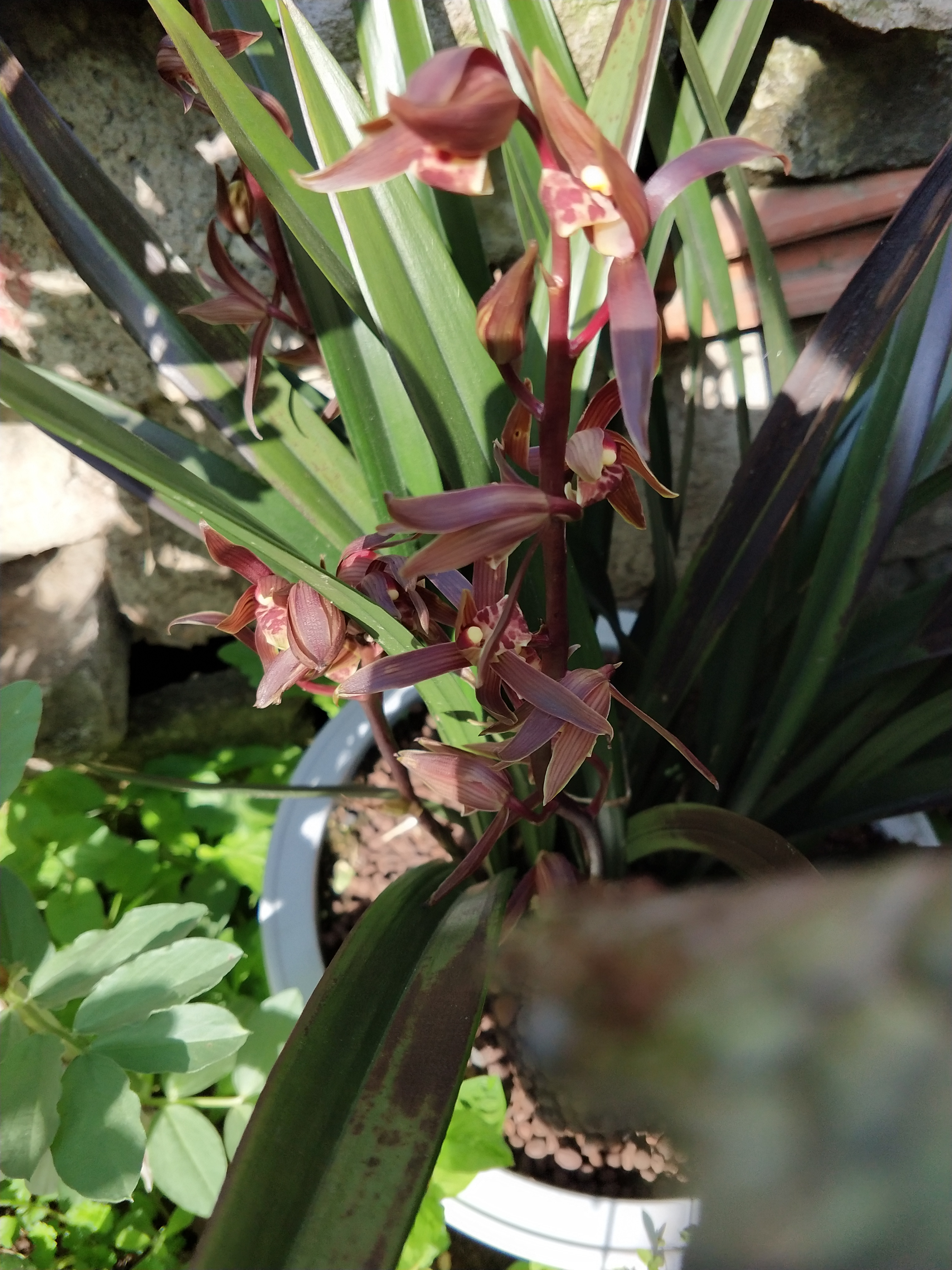 我的九头兰总算开花了