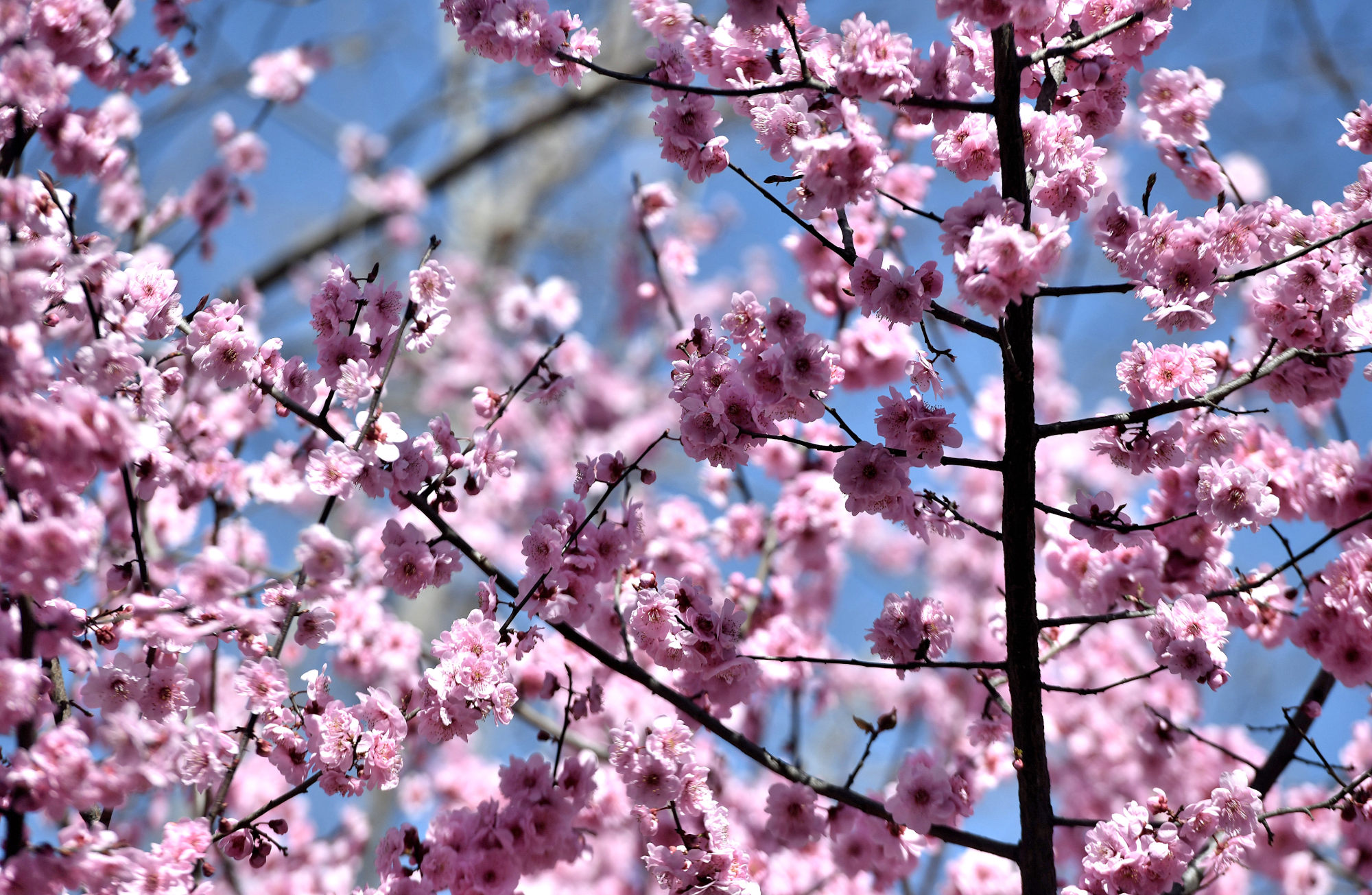 河南郑州天气晴朗市民外出享受春光好惬意