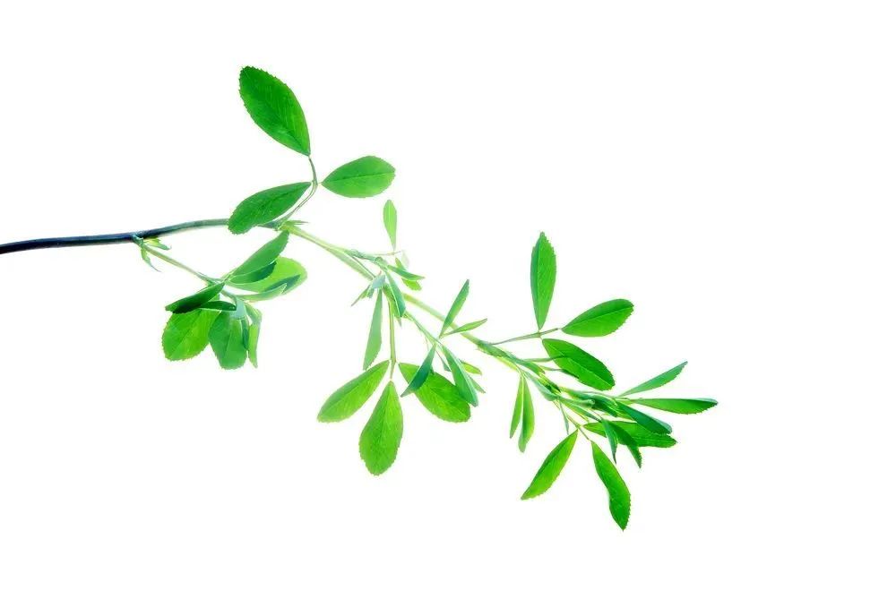 『蔬菜』营养专家告诉你：疫情期间给孩子这样吃，增强抵抗力！