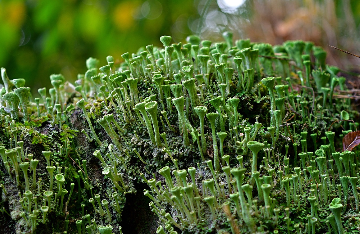 虽然它们大多生长缓慢,又极其矮小,青苔在自然界却扮演了很重要的角色