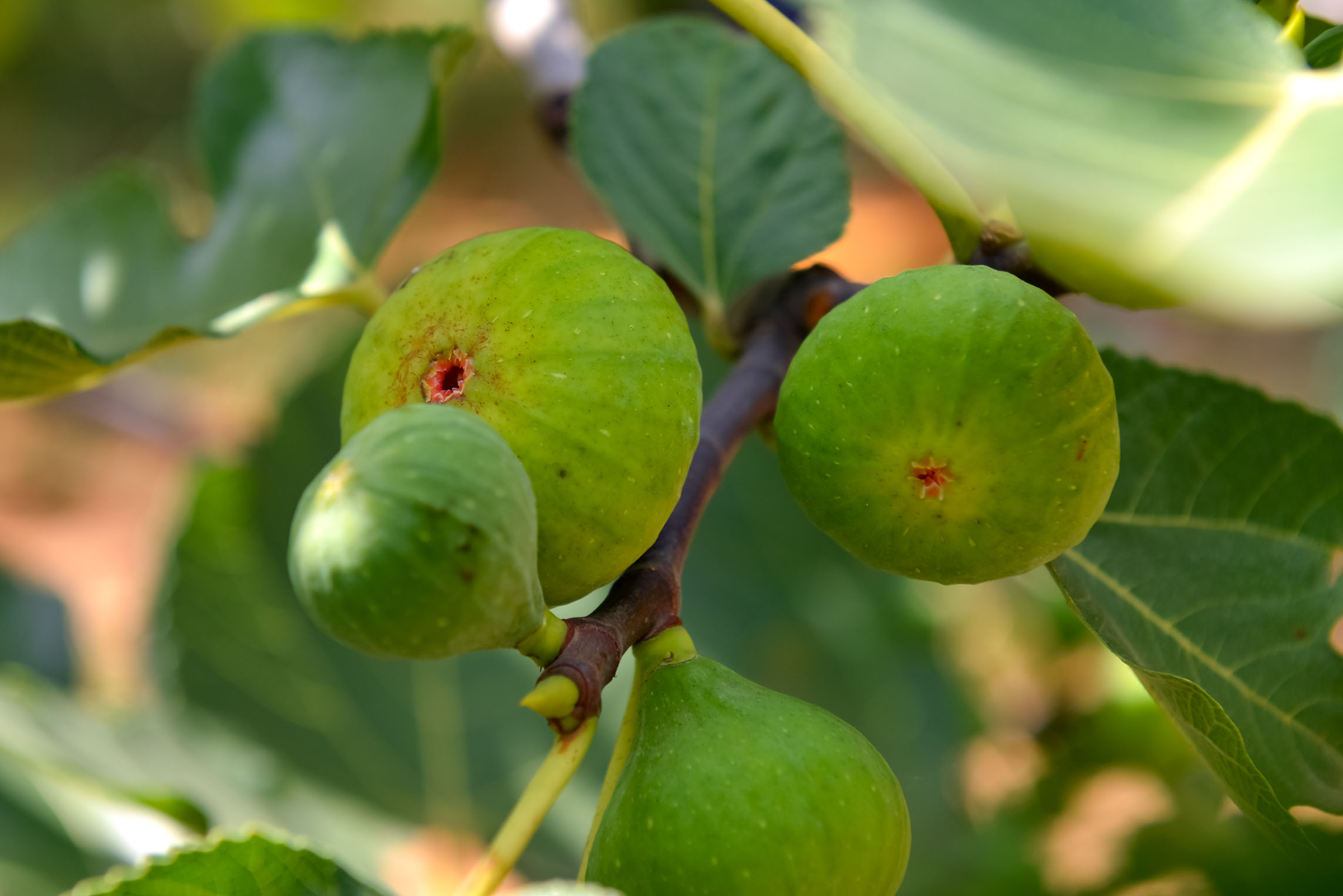 庄稼一枝花全靠肥当家无花果高产大果施肥是关键