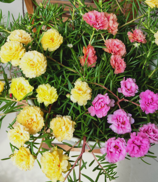 扦插最好活的花枝条沾土就生根不出俩月准爆盆