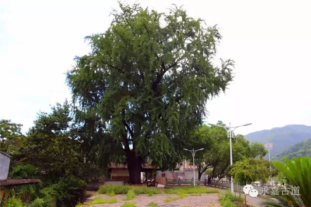 《温州永嘉古村》之千年"白泉"清冽甘甜,400年古杏枝繁叶茂