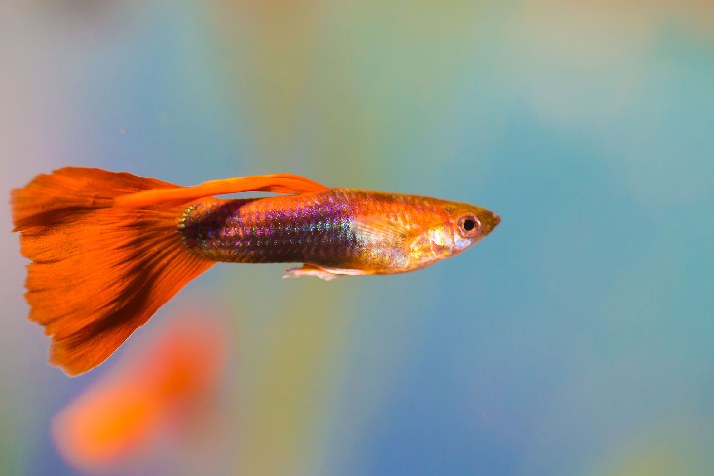 孔雀鱼怎么养余月解答网友问题汇总二十条变千条很容易