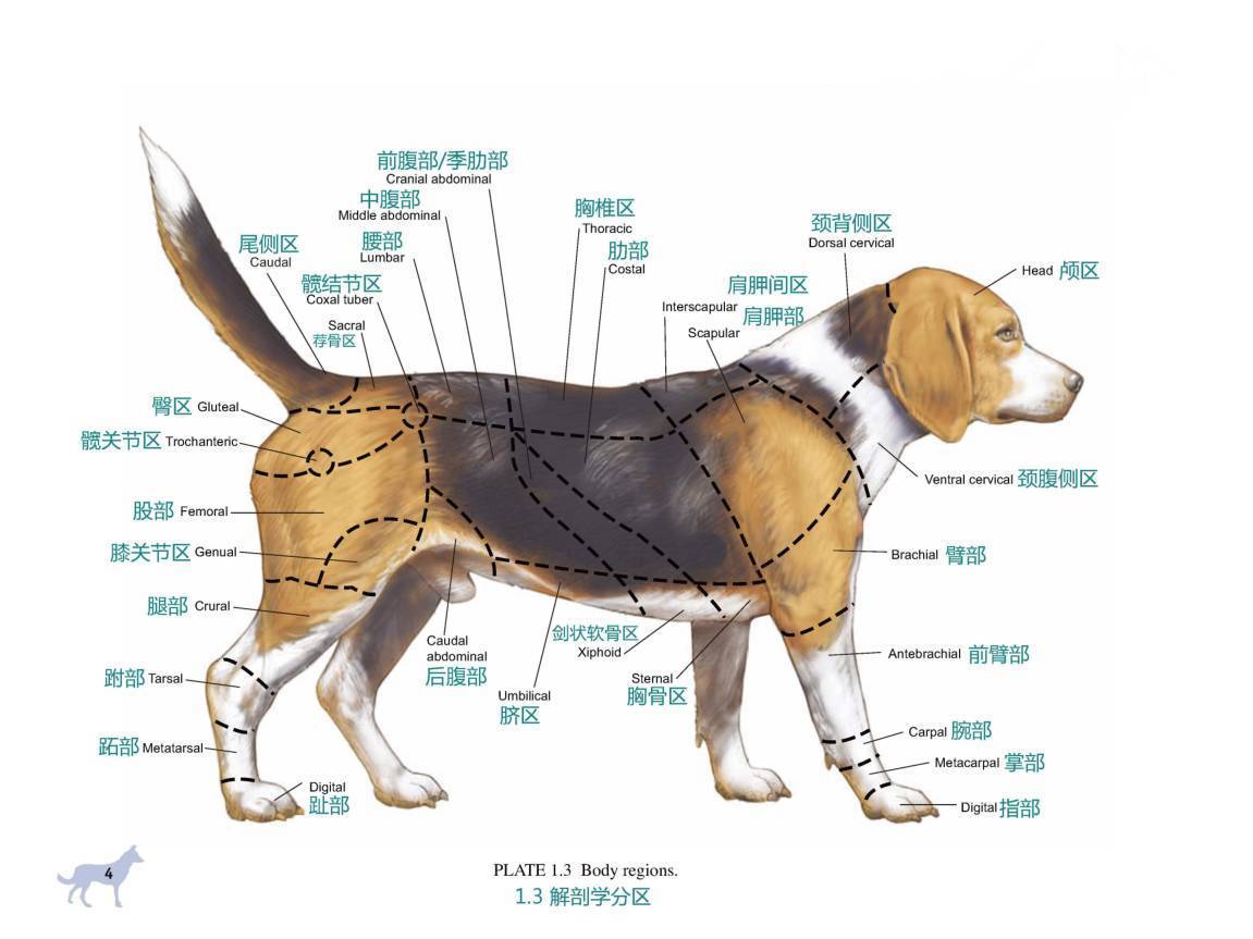狗的股静脉体表位置图图片