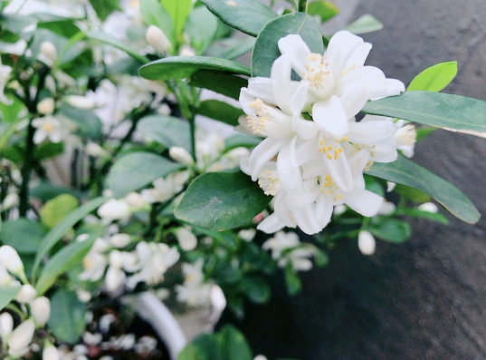 植物@看到这些花，别说不认识，它们的果子你一定吃过！