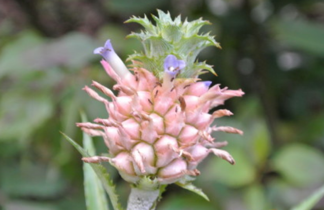 植物@看到这些花，别说不认识，它们的果子你一定吃过！