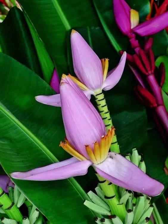 植物@看到这些花，别说不认识，它们的果子你一定吃过！