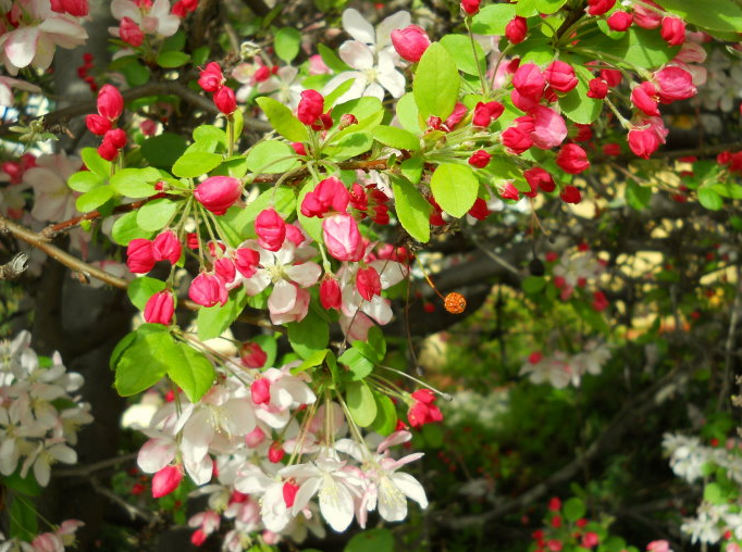 植物@看到这些花，别说不认识，它们的果子你一定吃过！